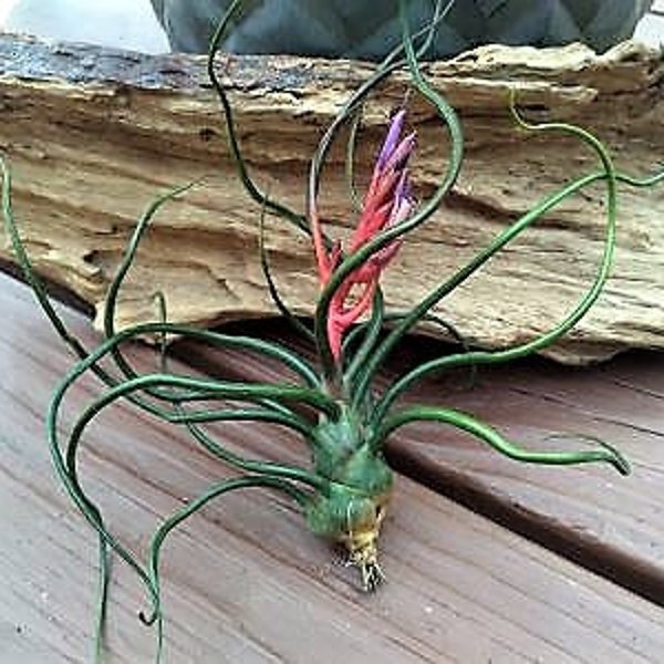 Bulbosa guatamala air plant, exotic air plant, red air plant, budding air plant, blooming air plant