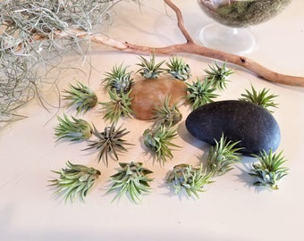 Baby Air plants - Wholesale air plants - Bulk air plants - Wine cork magnets - Wedding favors - diy projects  - supplies - sea urchins