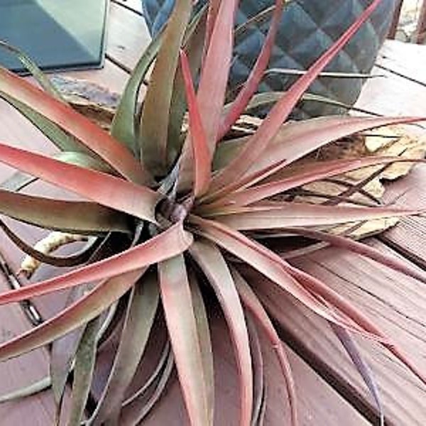 Novakii Giant air plant, EXTRA LARGE  air plant, blush air plant, color air plant, flowering air plant