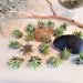 see more listings in the Air plants section
