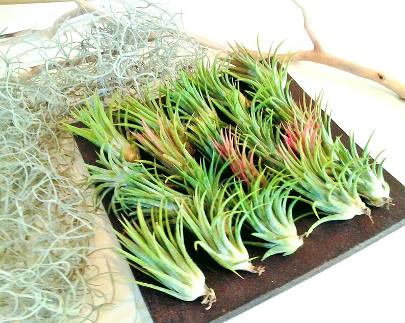 Large Air Plants Wholesale Air Plants Bulk Air Plants Etsy