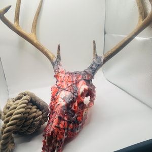 Puede incluir: Un cráneo de ciervo con grandes astas, pintado con patrones rojos y negros. Una gruesa cuerda enrollada está al lado del cráneo. Las astas son de color marrón claro.