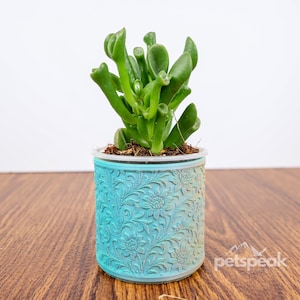 May include: A green succulent plant in a turquoise pot with a floral design. The pot has a gradient effect, transitioning from turquoise to a lighter blue. The plant is in a clear plastic container inside the decorative pot.