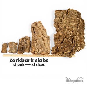 May include: Corkbark slabs in various sizes, from chunk to XL, are displayed against a white background. The corkbark is brown with a textured surface. A ruler is placed below the corkbark slabs. The text "corkbark slabs chunk -> xl sizes" is printed below the ruler.