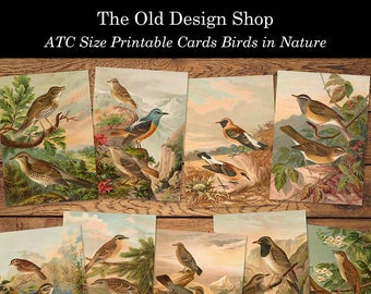 Beautiful Birds in Nature Printable ATC Cards Vintage Illustrations Digital Collage Sheet Instant Download JPG Format