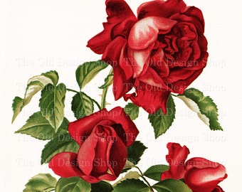 Red Rose Clipart for Junk Journals Cardmaking Supply Printable Ephemera Vintage Flower Graphics Commercial Use Digital Download JPG File