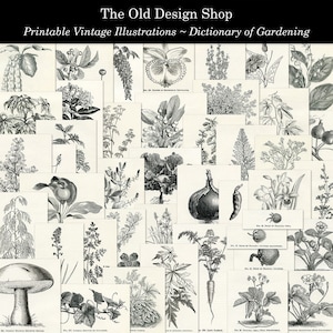 Botanische illustraties Dictionary of Gardening Afdrukbare vintage tuinillustraties Digitale download collagebladen