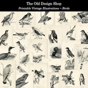 Illustrations d'oiseaux imprimables Feuilles de collage en téléchargement numérique