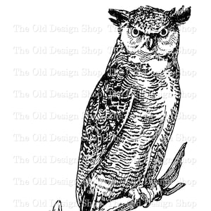 Uil Clipart Vintage Graphics Ink Saver Afdrukbaar voor Cardmaking Junk Journal Supply Commercieel gebruik Mixed Media Digitale Download PNG JPG