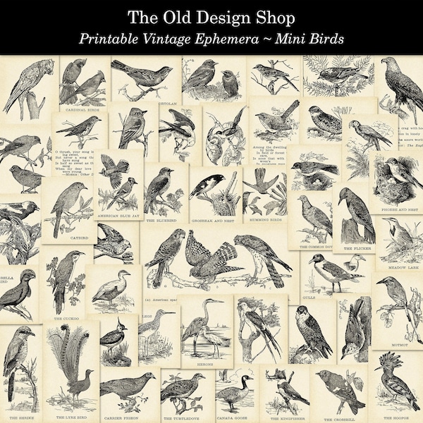 Vogel Clip Art Mini Vögel Druckbare Vintage Ephemera Digitale Collage Sheets PLUS druckbare Schwarz-Weiß-Tinte, die eine Version enthält