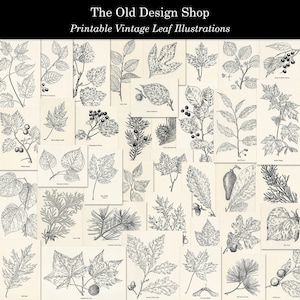 Blad bladeren clipart afdrukbare vintage botanische graphics neutrale ephemera voor ongewenste tijdschriften kaartmaken aanbod digitale download jpg-formaat