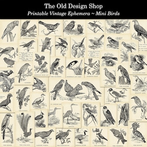 Oiseaux Clip Art Mini oiseaux imprimables vintage éphémères feuilles de collage numérique PLUS Version imprimable économie d'encre noir et blanc incluse