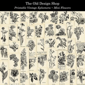 Minibloemen afdrukbare vintage ephemera bloemen Clip Art digitale collagebladen PLUS afdrukbare zwart-witte inktbesparende versie inbegrepen