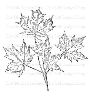 以下が含まれることがあります： 茎に3枚の砂糖カエデの葉が描かれた白黒の線画。葉は詳細に描かれており、葉脈と葉の形がわかります。画像の下部に「Sugar Maple.」というテキストがあります。