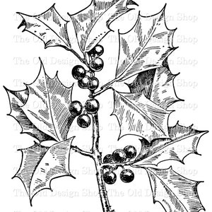 Clipart de houx et de baies pour les journaux indésirables Fourniture de carterie Transfert par sublimation à usage commercial Graphiques de feuilles vintage PNG Formats JPG