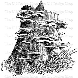 Clipart pleurotes, illustration imprimable, clipart botanique boisé, utilisation commerciale, timbre numérique, transfert Image PNG JPG
