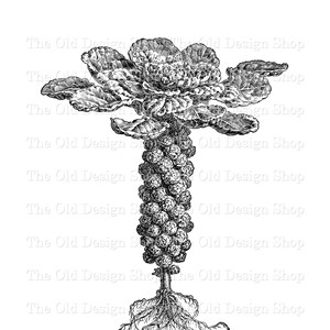 Clipart de choux de Bruxelles pour la fabrication de cartes indésirables vintage graphiques botaniques Sublimation transfert utilisation commerciale téléchargement numérique PNG