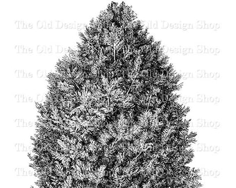 Vintage Pine Tree Clipart: Botanical Graphics for Junk Journals (Digital Download)