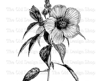 Hibiscus Roseus Clip Art Vintage Flower Illustration Full Commercial Use Digital Stamp Transfer Image PNG Clipart and JPG Formats
