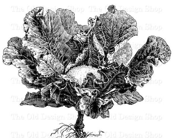 以下が含まれることがあります： 根のあるキャベツの植物の白黒のヴィンテージイラスト。キャベツは大きく葉の多い葉と中央の頭を持っています。