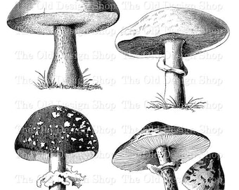 Mushroom Clipart for Cardmaking Junk Journals Vintage Mushroom Graphics Sublimation Transfer Ink Saver PNG File Commercial Use Digital Stamp