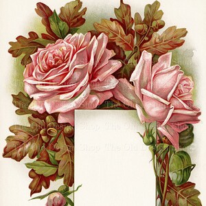 May include: A vintage illustration featuring pink roses and oak leaves surrounding a blank white rectangle. The roses are in full bloom and have a delicate, romantic feel. The oak leaves are a deep green and brown, adding a touch of autumn to the design.