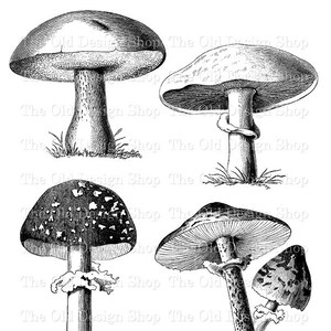 Mushroom Clipart for Cardmaking Junk Journals Vintage Mushroom Graphics Sublimation Transfer Ink Saver PNG File Commercial Use Digital Stamp