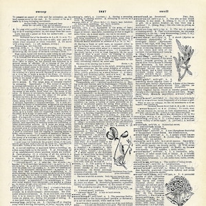 May include: A page from an antique dictionary with a black and white illustration of a sweet pea flower. The text on the page defines the word "sweep" and "sweet".