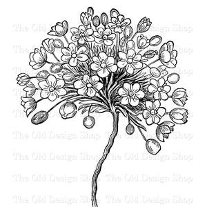 Weißer Mohn Clipart für Kartenherstellung Junk Journals Tintensparer Vintage Blumen Grafiken Sublimation Transfer Kommerzielle Nutzung Digitaler Download PNG