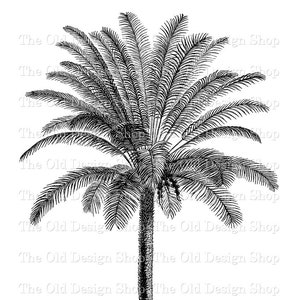 Palmera Clip Art imprimible árbol arte uso comercial gráficos JPG y PNG transparente