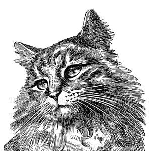 Cat Kitten Clipart for Cardmaking Junk Journals Vintage Cat Graphics Pet Sublimation Transfer Commercial Use Digital Download PNG JPG Format