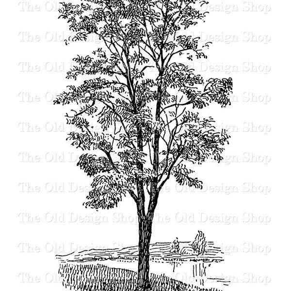 Tree Clipart for Cardmaking Junk Journals Ink Saver Vintage Botanical Graphics Sublimation Transfer Commercial Use Digital Download PNG File
