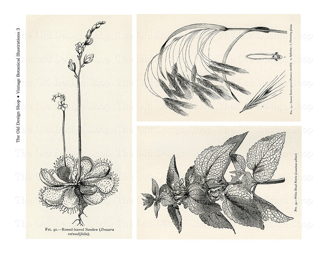 Vintage Botanical Printable Illustrations Digital Download - Etsy