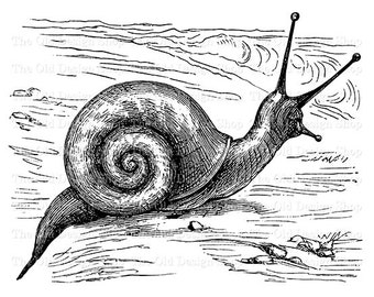 Snail Clipart for Cardmaking Junk Journals Printable Vintage Snail Graphics Sublimation Transfer Commercial Use Digital Download PNG JPG