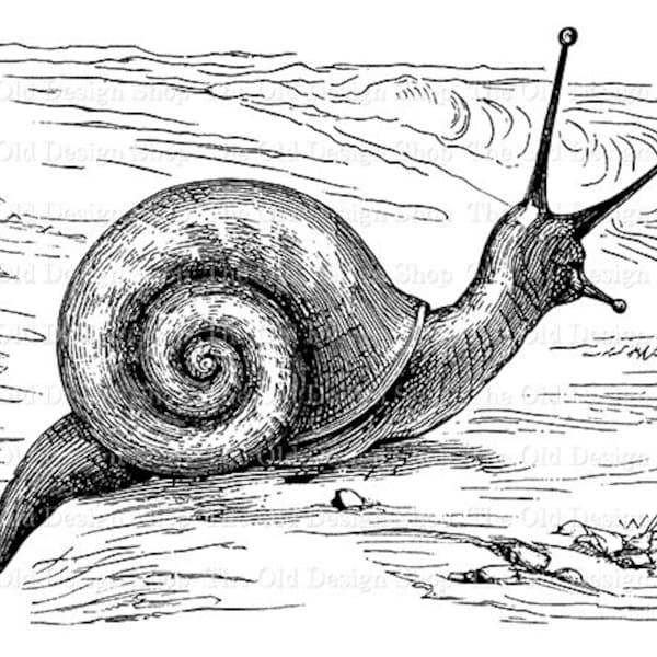 Snail Clipart for Cardmaking Junk Journals Printable Vintage Snail Graphics Sublimation Transfer Commercial Use Digital Download PNG JPG