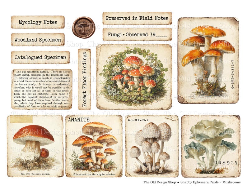 May include: A collection of vintage-style ephemera cards featuring illustrations of various mushrooms. The cards include text such as "Mycology Notes," "Woodland Specimen," and "Amanite." The color palette is primarily earthy tones with a distressed aesthetic.