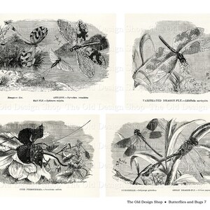 May include: A vintage black and white illustration of four different types of insects, including a mayfly, a dragonfly, a damselfly, and a great dragon fly. The illustration is from a book titled "Butterflies and Bugs 7".