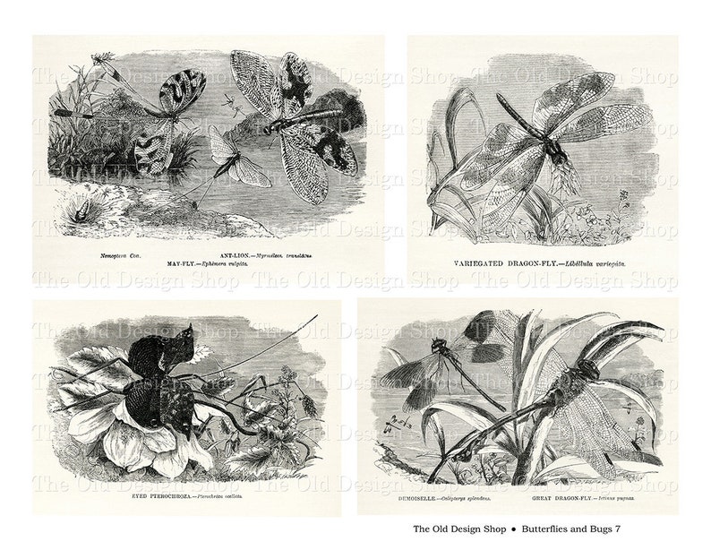 May include: A vintage black and white illustration of four different types of insects, including a mayfly, a dragonfly, a damselfly, and a great dragon fly. The illustration is from a book titled "Butterflies and Bugs 7".