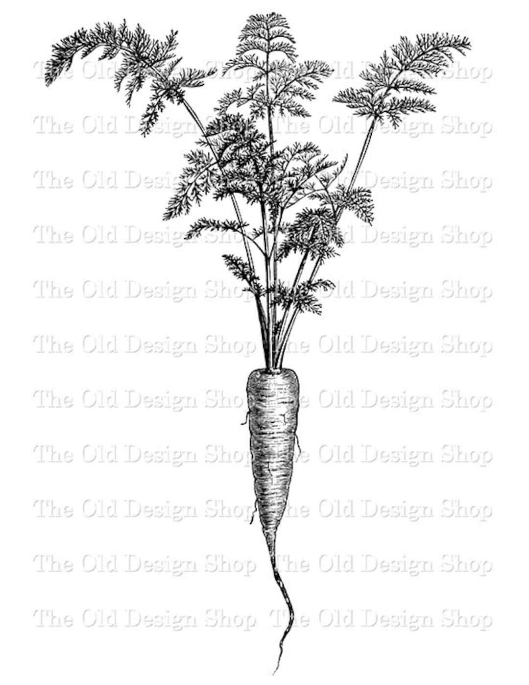 Carrot Clip Art Garden Vegetable Illustration Botanical Etsy