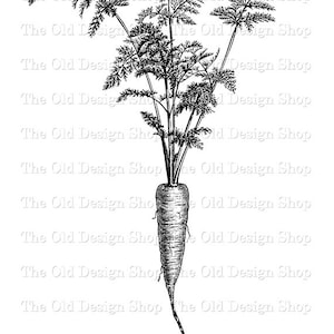 Clipart carotte pour la fabrication de cartes journaux indésirables imprimable jardin vintage graphiques Sublimation transfert utilisation commerciale téléchargement numérique fichier PNG