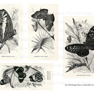 May include: Black and white vintage illustrations of butterflies and caterpillars. The illustrations are from a book titled "Butterflies and Bugs 3".