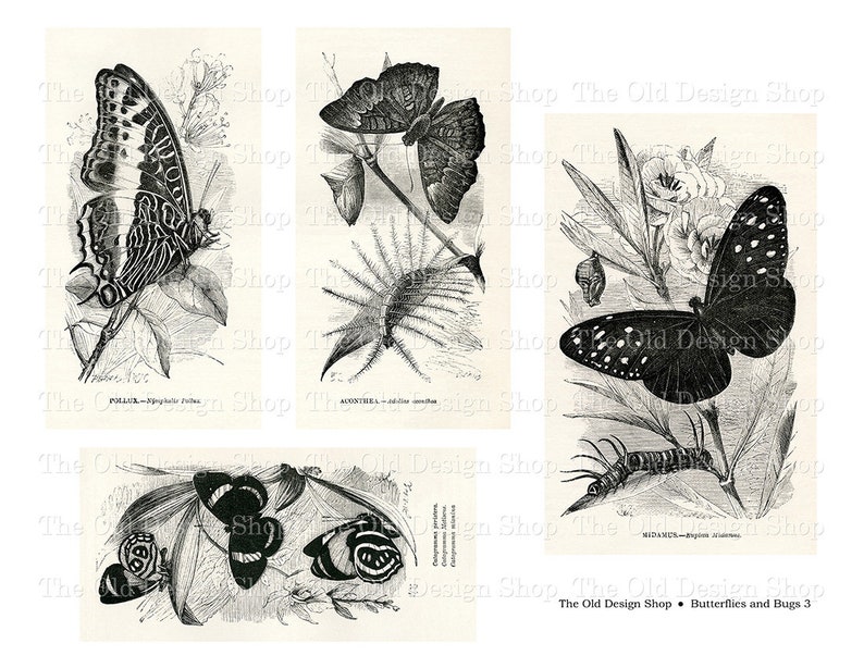 May include: Black and white vintage illustrations of butterflies and caterpillars. The illustrations are from a book titled "Butterflies and Bugs 3".