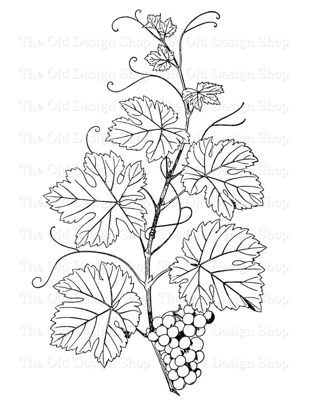 Dessin Feuille De Vigne à Imprimer Feuille Clip Art Feuilles de vigne sur la vigne Illustration - Etsy Canada
