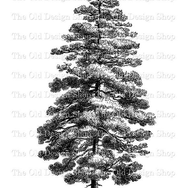 Pine Tree Clipart for Cardmaking Junk Journals Ink Saver Vintage Garden Graphics Sublimation Transfer Digital PNG File Commercial Use