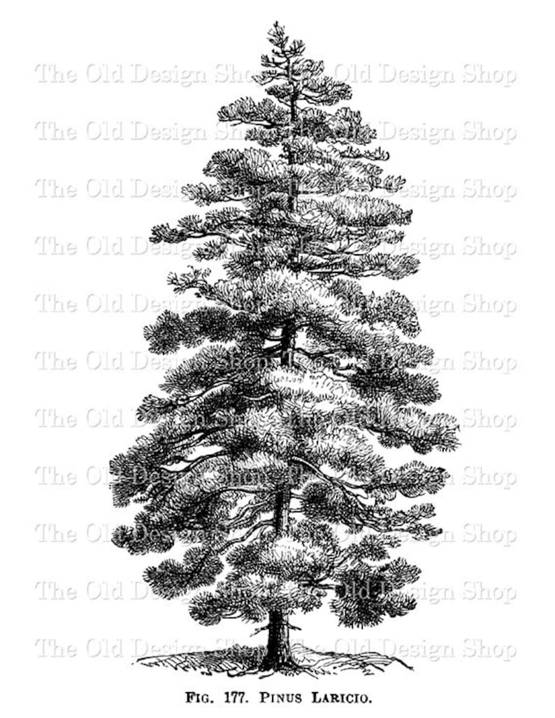 May include: Black and white line drawing of a pine tree, labeled "Fig. 177. PINUS LARICIO."