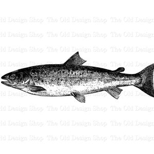 Salmon Clipart for Cardmaking Junk Journals Ink Saver Vintage Fish Graphics Sublimation Transfer Commercial Use Digital Download PNG File