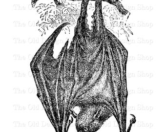 Vintage Bat Graphic, Long Eared Bat Clipart, Digital Download (PNG, JPG)