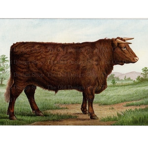 May include: A vintage illustration of a brown bull standing in a field. The bull has curved horns and a thick coat of fur. The background features a green field, trees, and a light blue sky. The image has a classic, antique aesthetic.