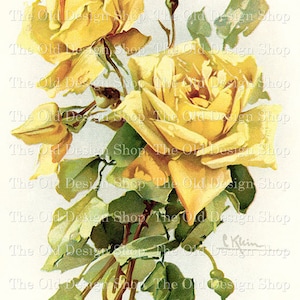 Yellow Rose Clipart for Cardmaking Junk Journal Printable Vintage Flower Graphics Catherine Klein Rose Commercial Use Digital Download JPG