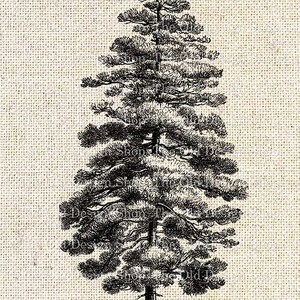 May include: Black and white line drawing of a pine tree, labeled "Fig. 177. Pinus Laricio."
